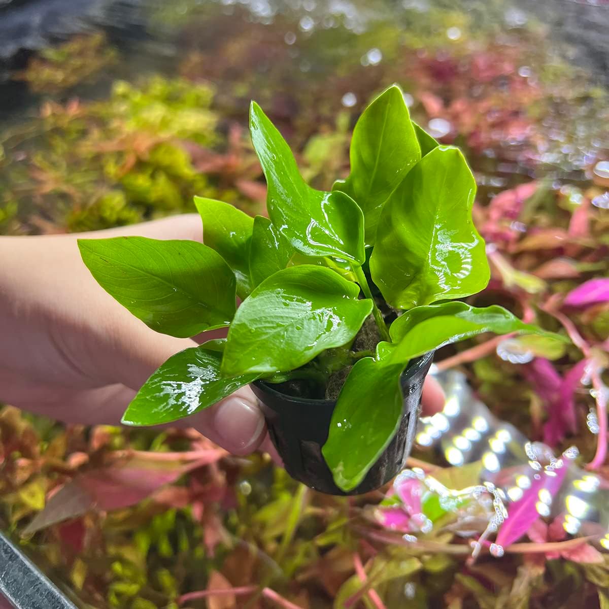 Anubias Live Aquarium Plants - Potted Freshwater Plant for Fish Tanks, Terrariums - Beginner Friendly Low Light (Nana Golden, 5 Pots)