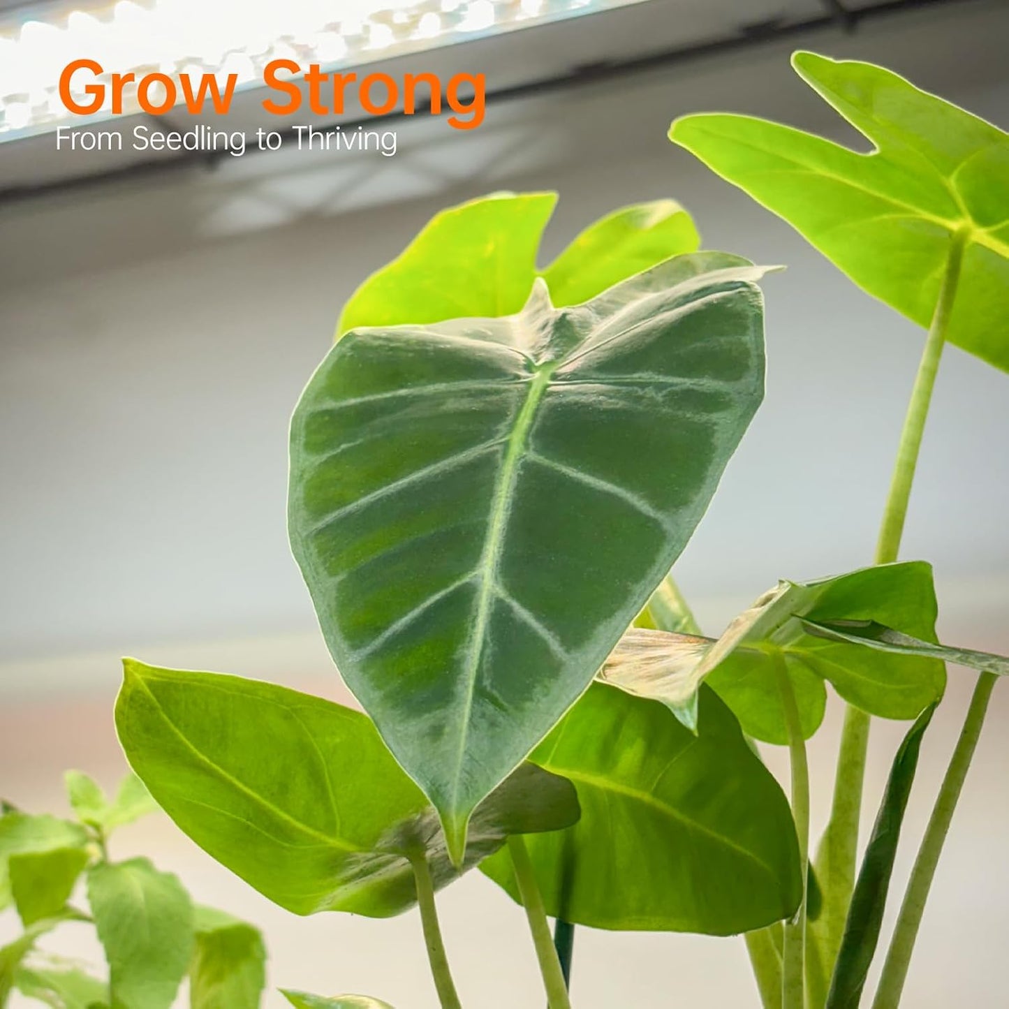 Indoor Greenhouse with Grow Light, Metal Plant Stand, 3 Pack T8 2FT Full Spectrum Plant Lights, Timer, Black, 23.5"x13.8"x59"