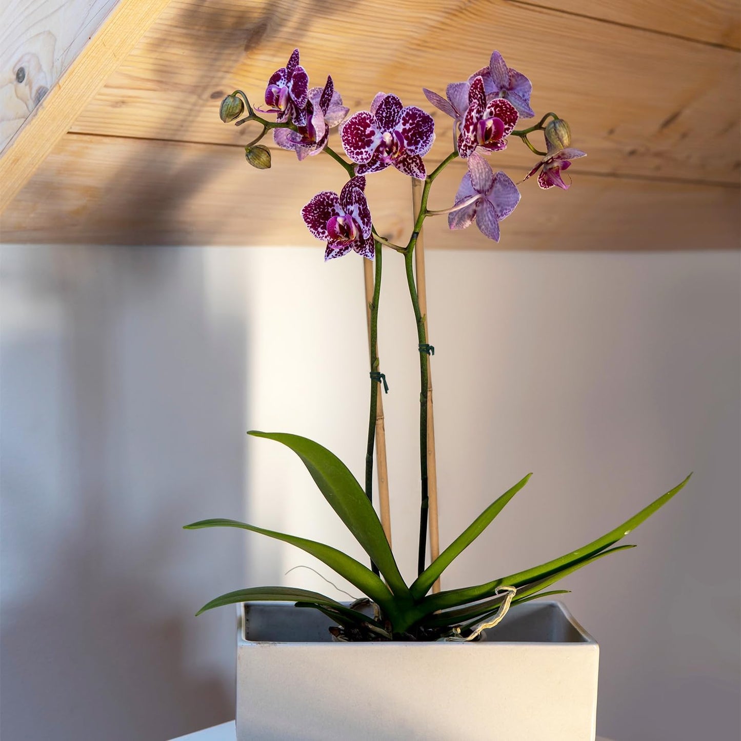 50PCS Plant Stakes,16 Inch Natural Bamboo Stakes,Garden Stakes for Indoor and Outdoor Plants,Poles Sticks for Tomatoes,Beans,Flowers,Trees Potted and Climbing Plants