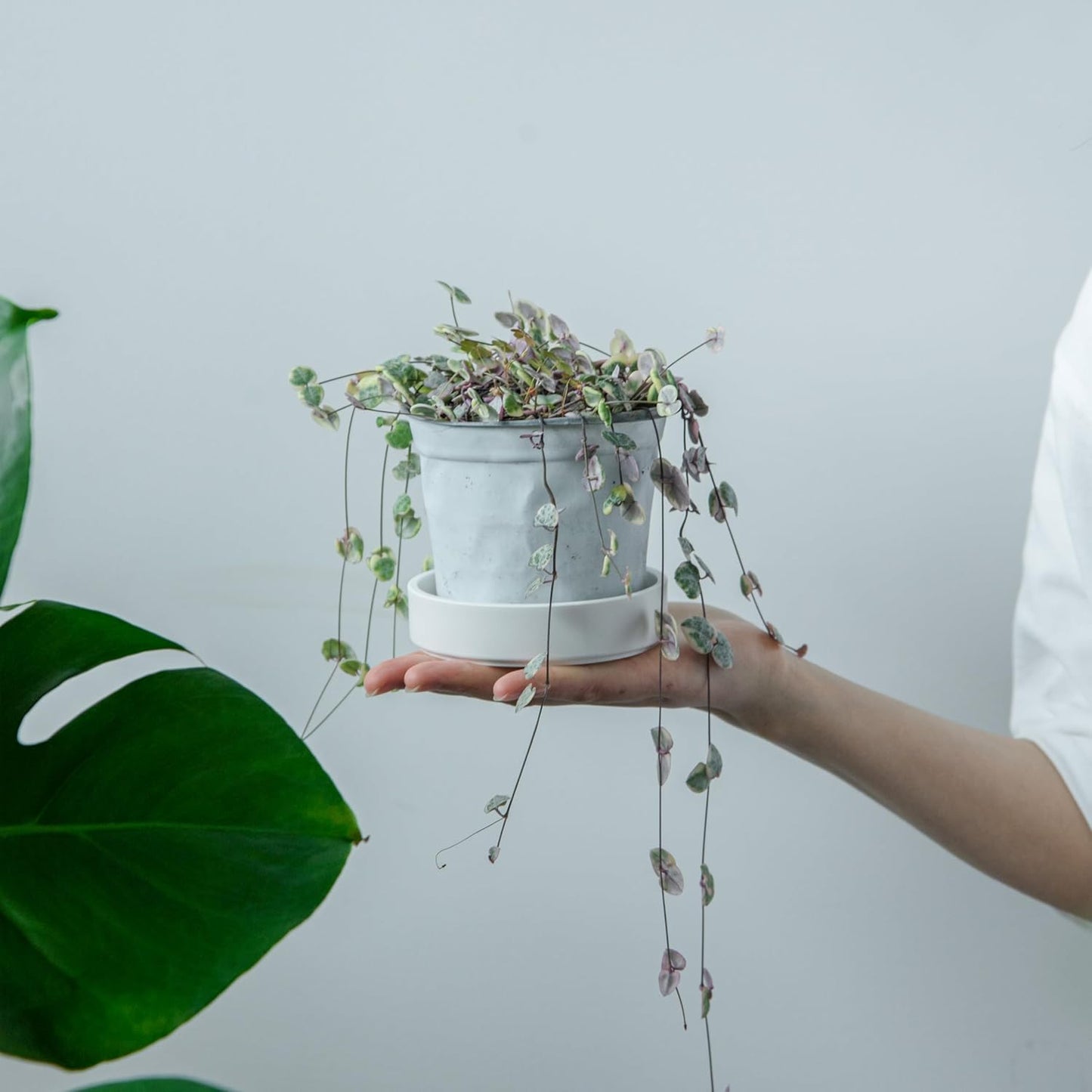 Phoenix Vine 4 Inch Plastic Plant Saucer Water Drip Tray, Heavy Sturdy Round Plant Drainage Tray for Indoors Outdoor, Set of 4, Matte White, 21-TY-4W-4