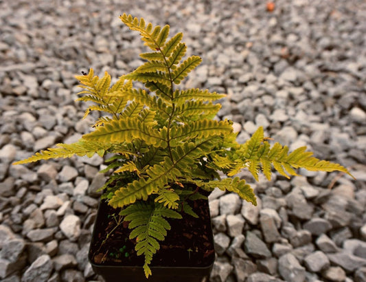 Greenwood Nursery: Live Perennial Plants - Autumn Brilliance Fern + Dryopteris Erythrosora - [Qty: 5X Pint Pots] - (Click for Other Available Plants/Quantities)