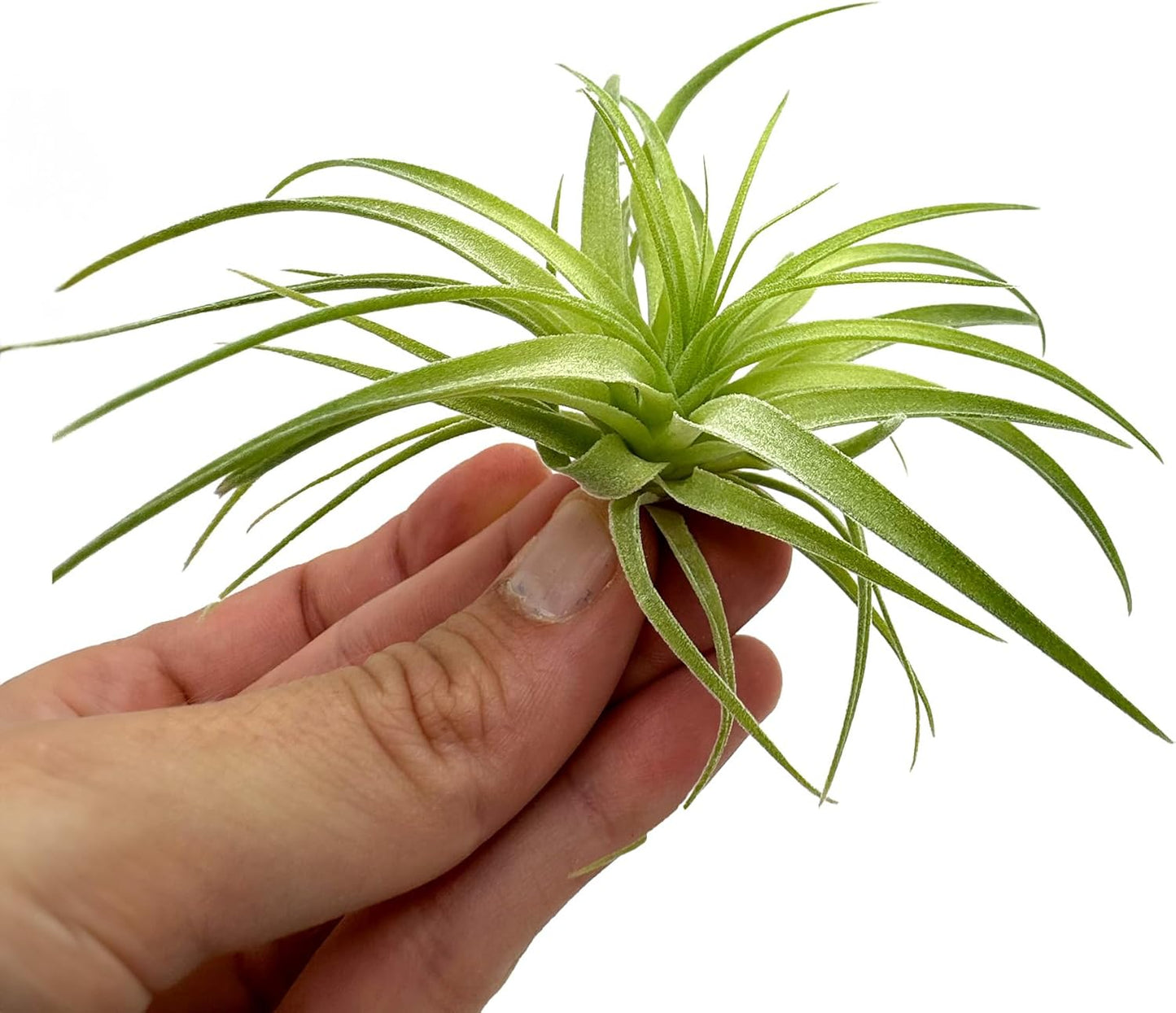 Live Air Plants - Tillandsia Geminiflora 1-3" - 2ct – ragnaroc Live Indoor Plant - Live Arrival Guaranteed - House Plants for Home Decor & Gift