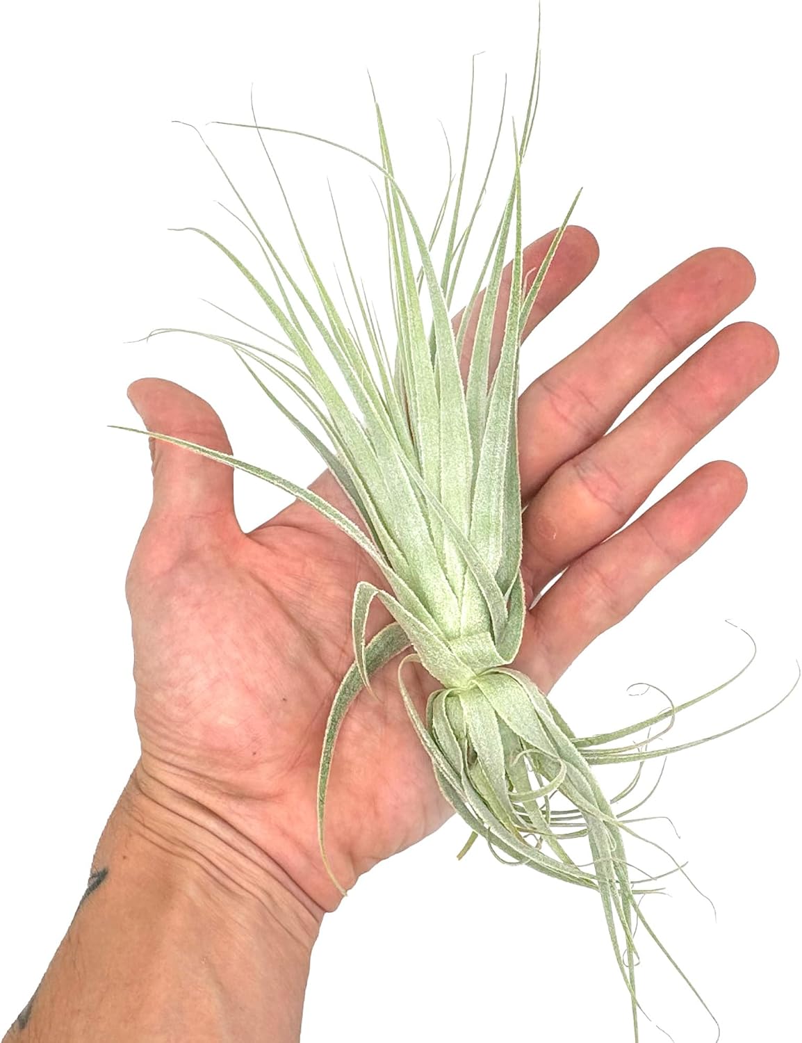 Live Air Plant - Tillandsia Gardneri 5-7” - 3ct - ragnaroc Rare Collectors Indoor Tropical Plant - Live Arrival Guaranteed - House Plants for Home Decor & Gift