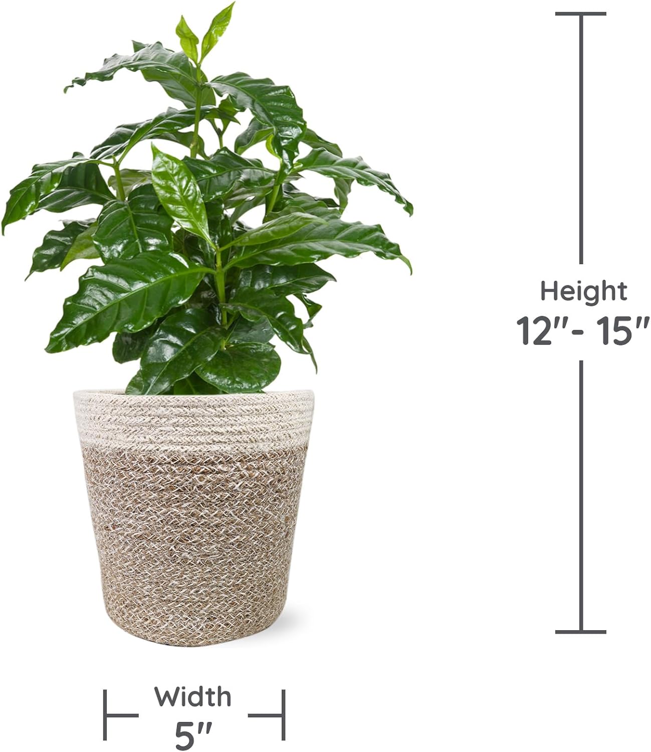 Green Circle Growers 5" Coffee Arabica in Cream Jute Pot, Live Indoor Plants, House Plant