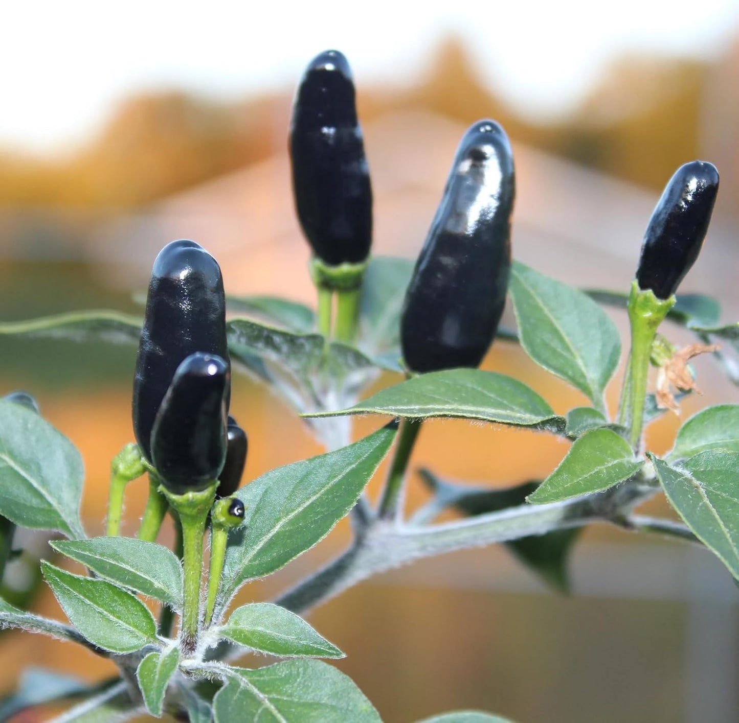 Premium Black Cobra Pepper (Capsicum Annuum) - Rare & Exotic Hot Chili Pepper, Perfect for Home Gardening and Gourmet Cooking (2 bkcbr pep Cups)