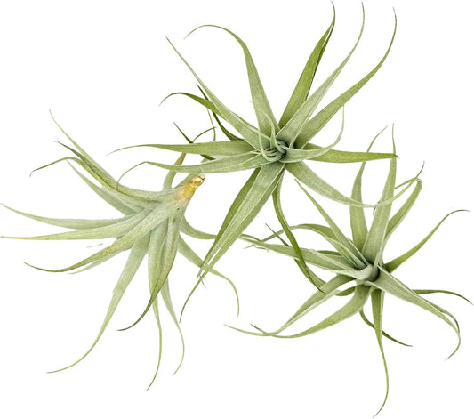 Live Air Plants - Tillandsia Albida 3-5" - 3ct – ragnaroc Live Indoor Plant - Live Arrival Guaranteed - House Plants for Home Decor & Gift