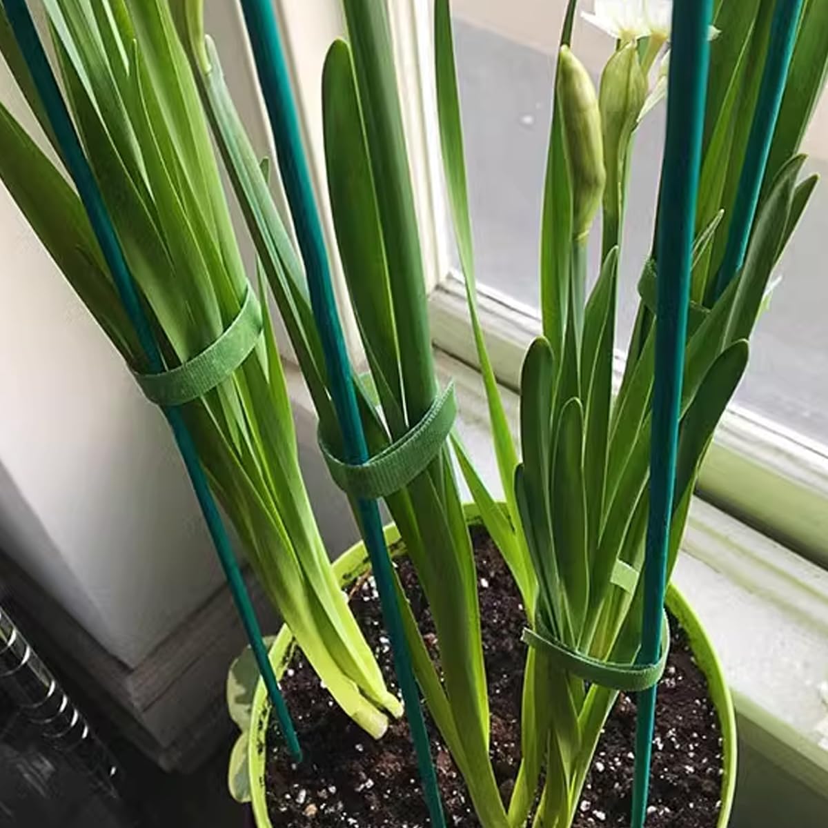 TIHOOD 100PCS 18" Wooden Garden Stakes with 100PCS 4" Garden Ties, Green Bamboo Sticks, Floral Plant Support, Tomato Stakes