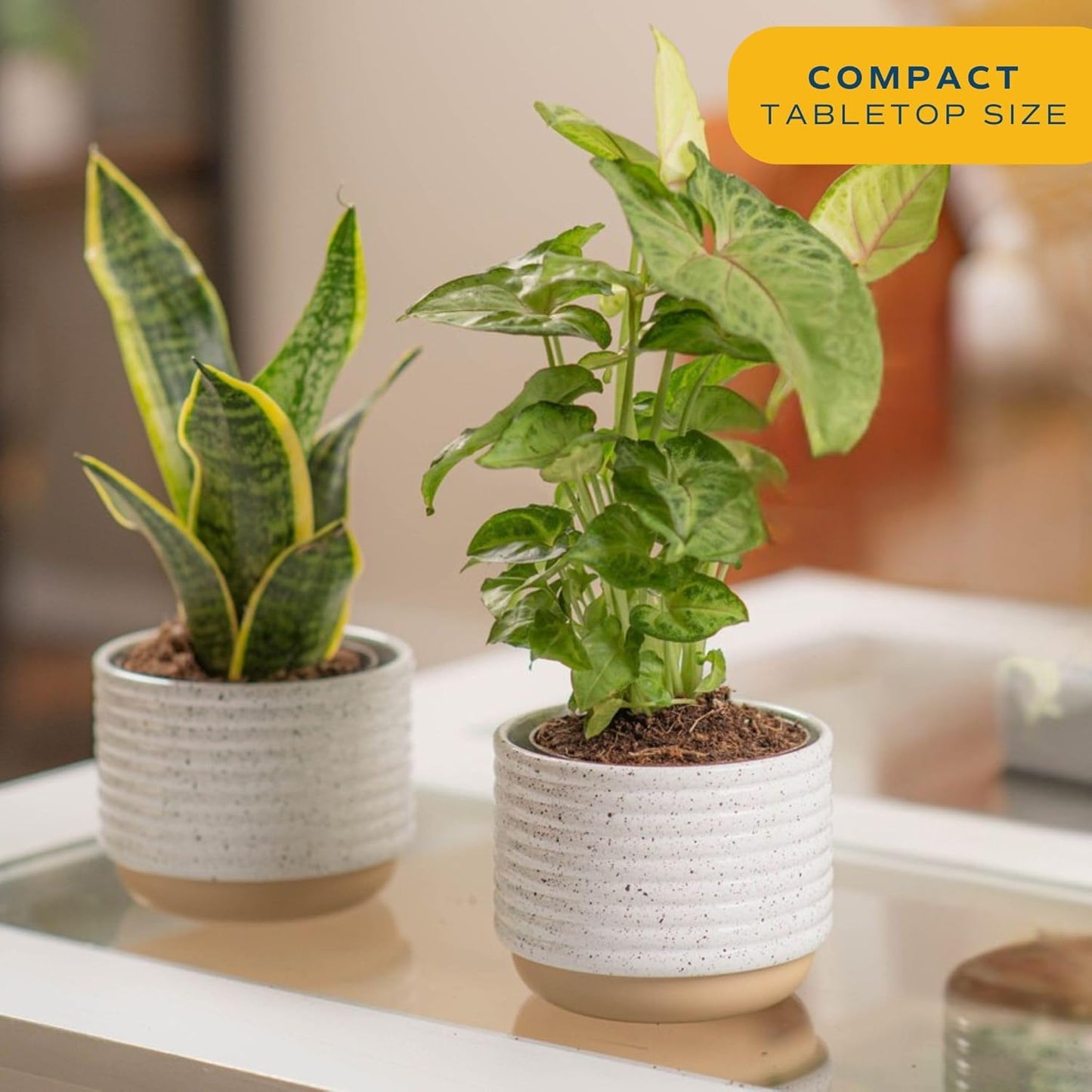 Costa Farms Live Plants (Pack of 2), Easy to Grow Live Indoor Houseplants in 3.8-Inch Plant Pots, Hand-Selected Varieties, Home and Room Decor, 8-10 Inches Tall