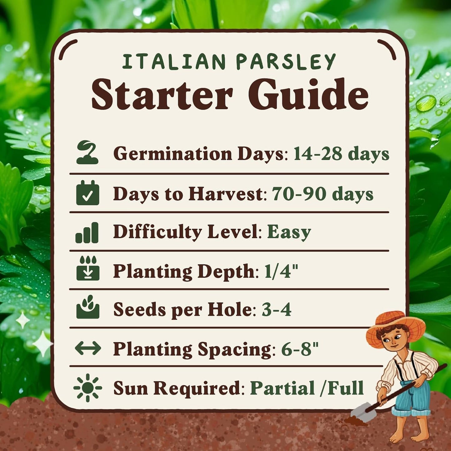 Seedboy Organic Parsley Seeds for Planting Indoor and Outdoor, Non-GMO and USDA Certified Herb Seed Packet for Hydroponic Garden Indoor or Planting Outdoors (Italian Parsley)