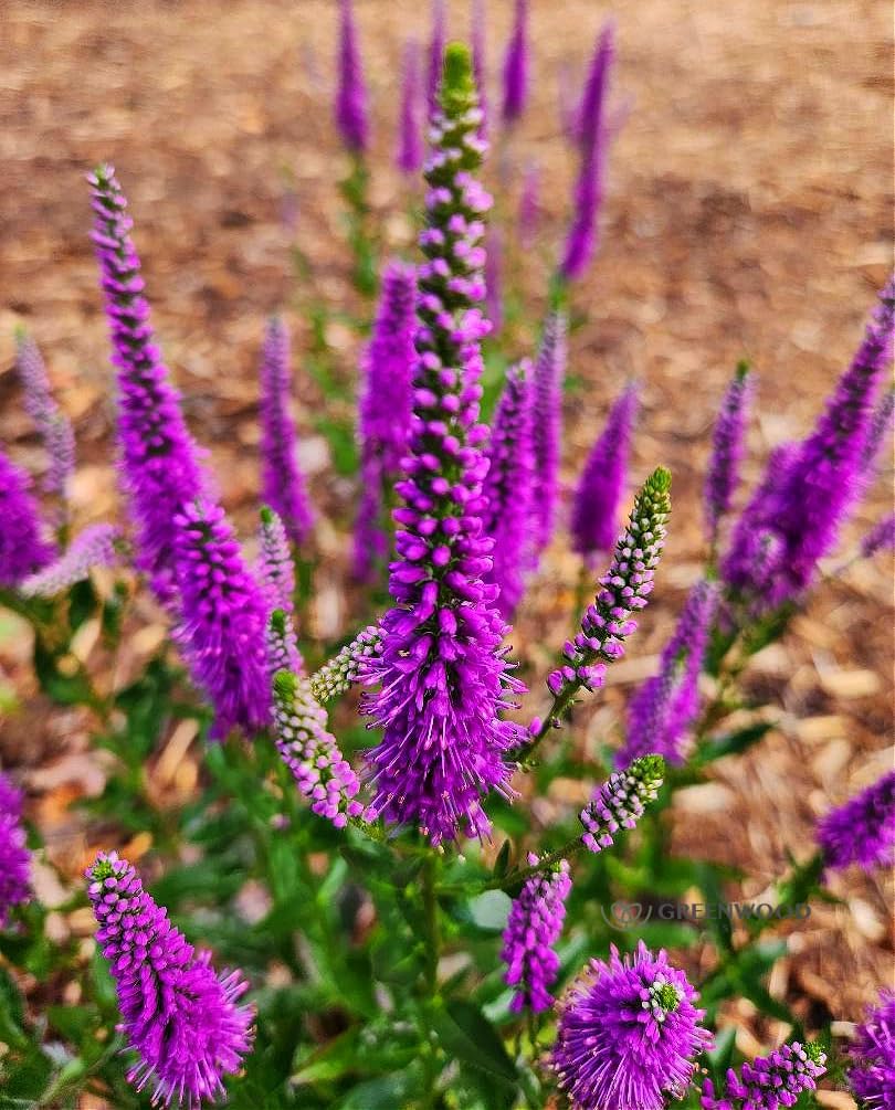 Greenwood Nursery: Live Perennial Plants - 'Very Van Gogh' Spiked Speedwell + Veronica Spicata - [Qty: 10x Pint Pots] - (Click for Other Available Plants/Quantities)