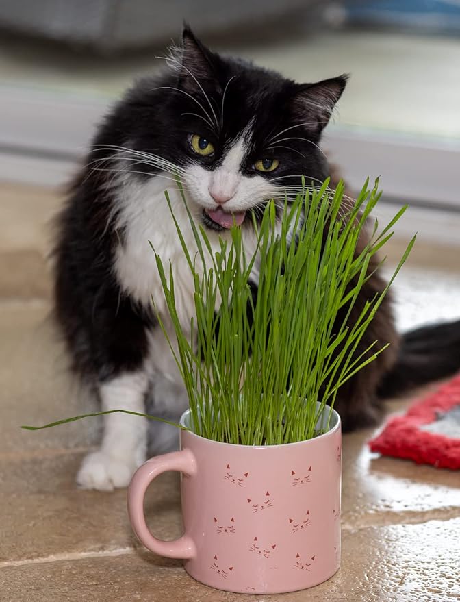 Cat Grass Refill Kit, Includes Seeds and Peat Soil Pellets, 3 Pack, Certified Organic (3 Seed Packs)