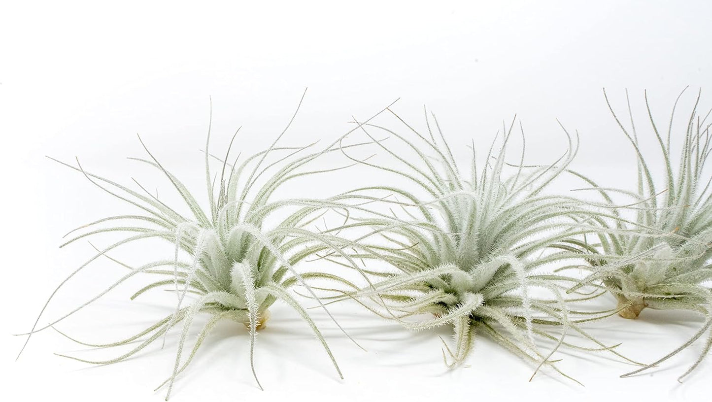 Air Plant Shop 5 Pack Rare Tectorum Ecuador Air Plants - Unique, Bright White, Nursery-Grown Tillandsia House Plant with Fuzzy Trichomes for Terrariums, Driftwood & Living Walls - Wholesale