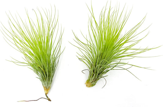 Air Plants - Tillandsia Andreana, Large 4-6" - 2ct - Live Arrival Gauranteed - House Plants for Home Decor & Gift