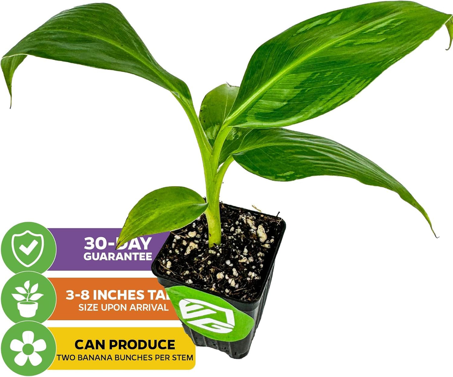 Double Mahoi Banana Plant – Musa ‘Double Mahoi’ by Wellspring Gardens – Live Dwarf Banana Tree – Grows Two Racks of Fruit – Edible & Ornamental – Great for Patio or Indoor Growing (2-Pack)