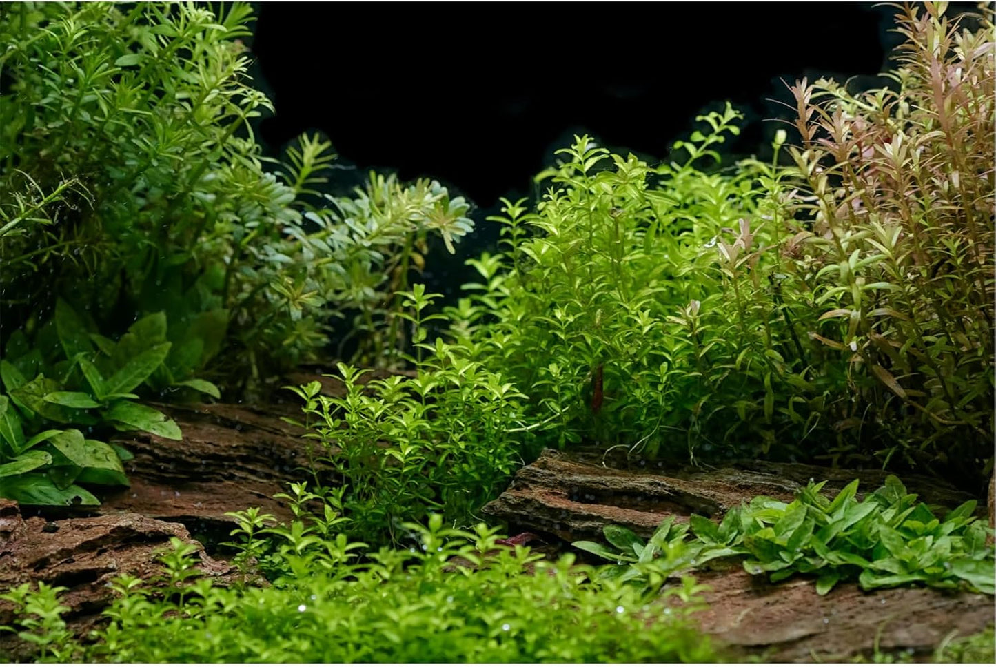 Aquarium Background Underwater Green Grass Leaves Stone Fish Tank Background Vivid Green Aquatic Plant Terrarium Backdrop Stone River Bed Lake Fish Tank Wallpaper 48x24in