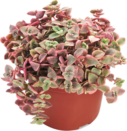 Live Succulents 'Crassula pellucida SSP' (4-inch), Succulent Plants Fully Rooted in Pots with Soil, Easy-Care House Plant for DIY, Home Office Decor, Wedding Party Favor