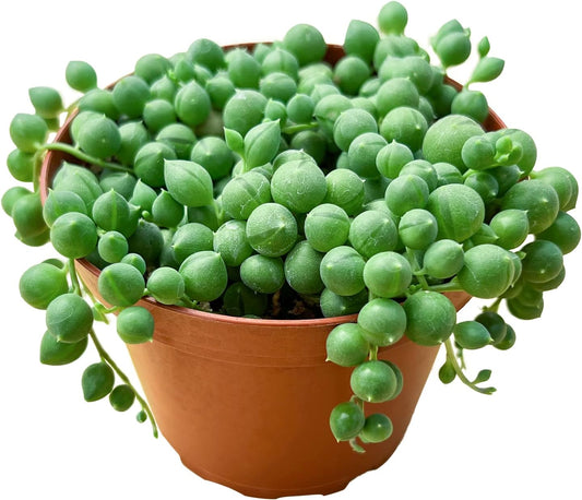 String of Pearls (4-inch), Succulents Plants Live, Succulent Plants Fully Rooted in Pots with Soil, Easy-Care House Plant for DIY, Home Office Decor, Wedding Party Favor