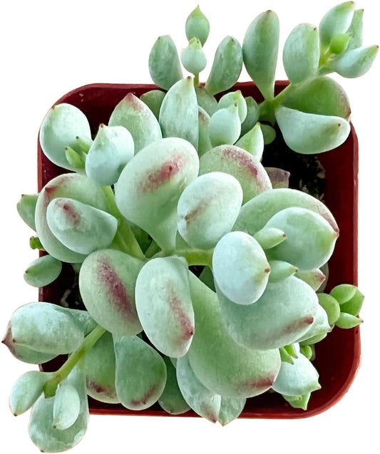 Live Succulent Cotyledon Pendens, Approx 2-inch Large, Potted Succulents, Fully Rooted, Easy Care House Plants