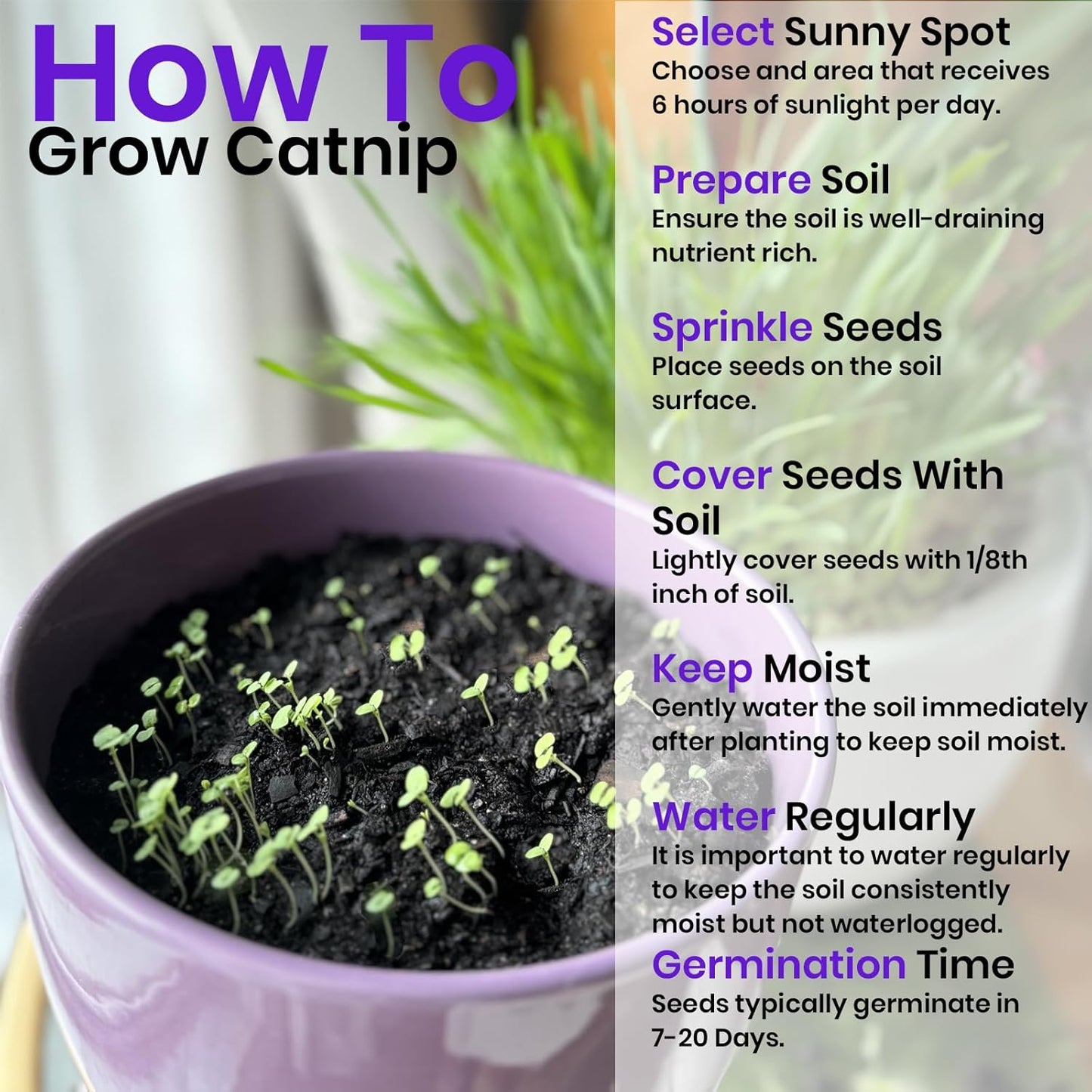 NatureZ Edge Catnip Seeds for Planting, 2200+ Herb Seeds, Indoor or Outdoor Growing, Cat Nip Seeds, Your Cat Will Love Them, Non-GMO