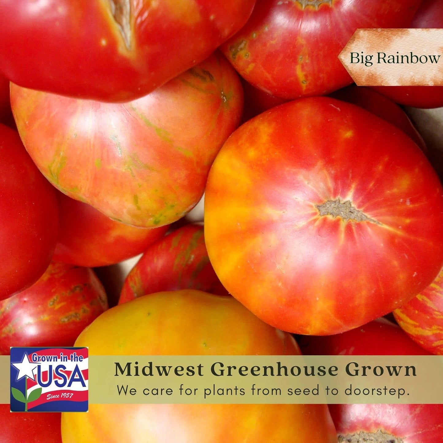 Clovers Garden Big Rainbow Tomato Plants – Two (2) Live Plants – Non-GMO - Not Seeds - Each 4" to 8" Tall – in 4" Inch Pots – Heirloom, Indeterminate