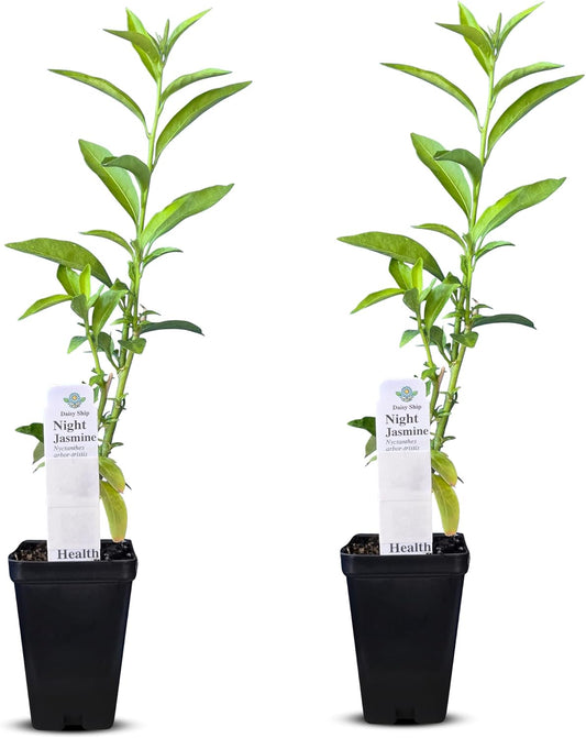 Night Blooming Jasmine Live Plant - Cestrum Nocturnum. Fragrant Flowering Shrub for Garden, Patio or Window (2 ngt.jas Cups)