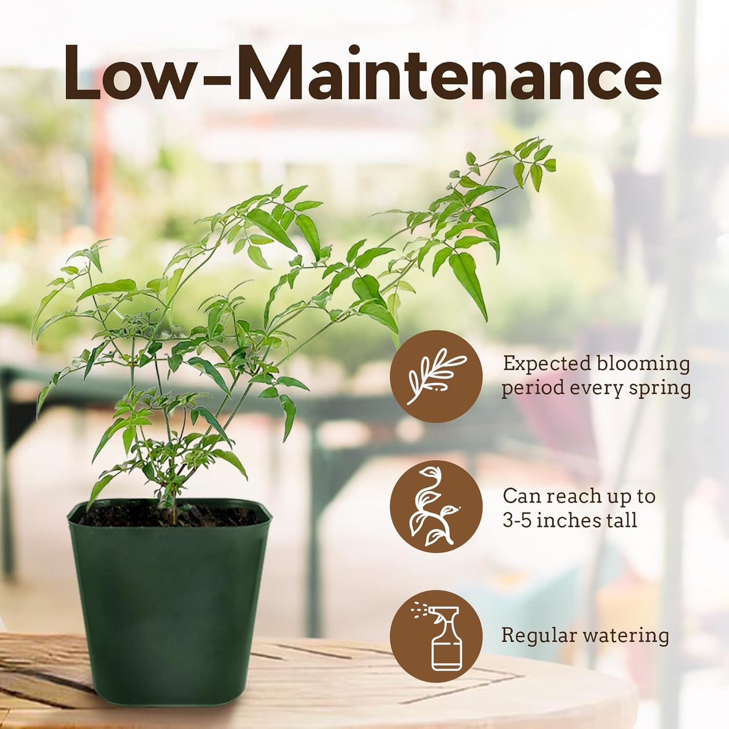 Generic Mini Pink Jasmine Vine, Fragrant and Live Houseplant, 2 Inch Pot, Jasminum Polyanthum (1) Just pruned