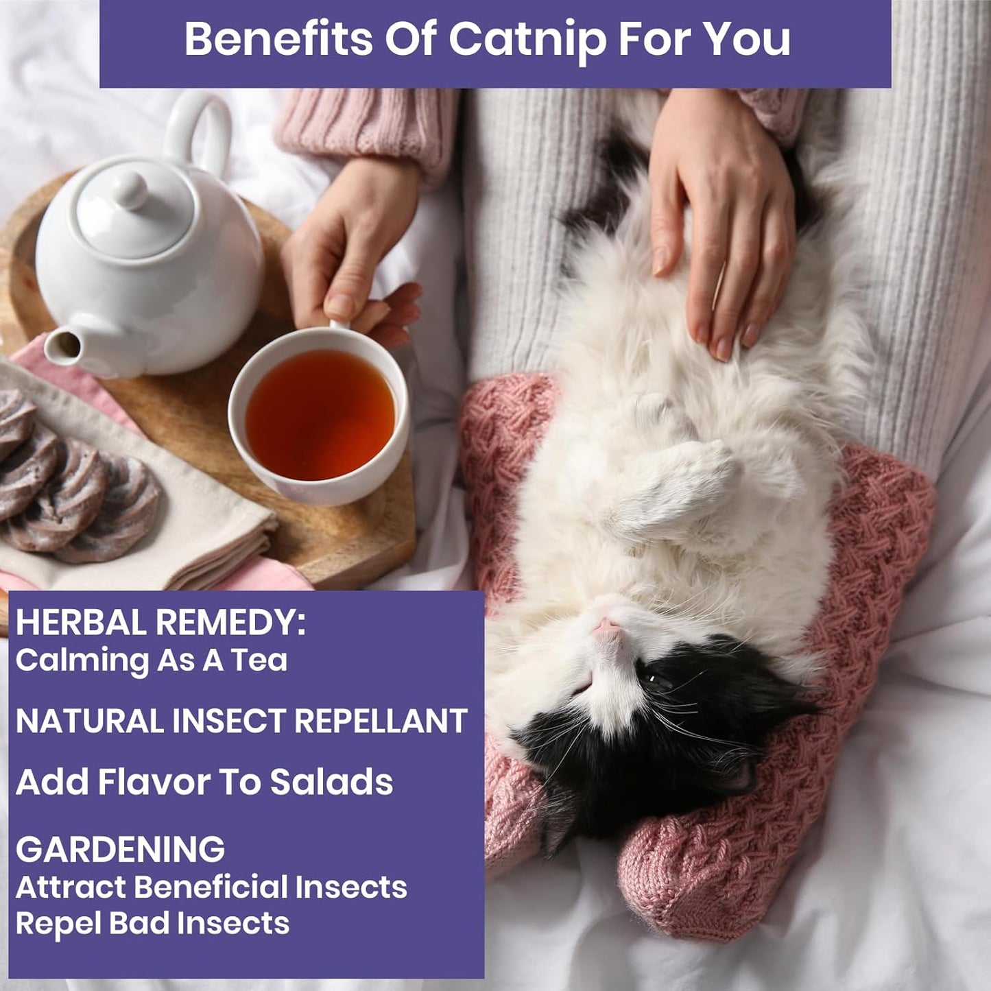 NatureZ Edge Catnip Seeds for Planting, 2.6 Grams, 4400+ Herb Seeds, Indoor or Outdoor Growing, Your Cat Will Love Them, Non-GMO