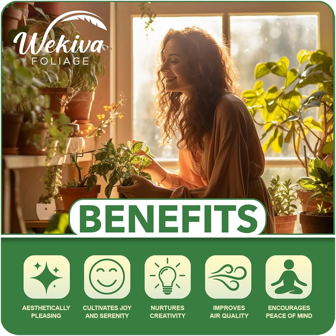 Vanilla Bean Plant - 3 Live Starter Plants - Vanilla Planifolia - Exotic Vining Orchid for Home and Tropical Garden