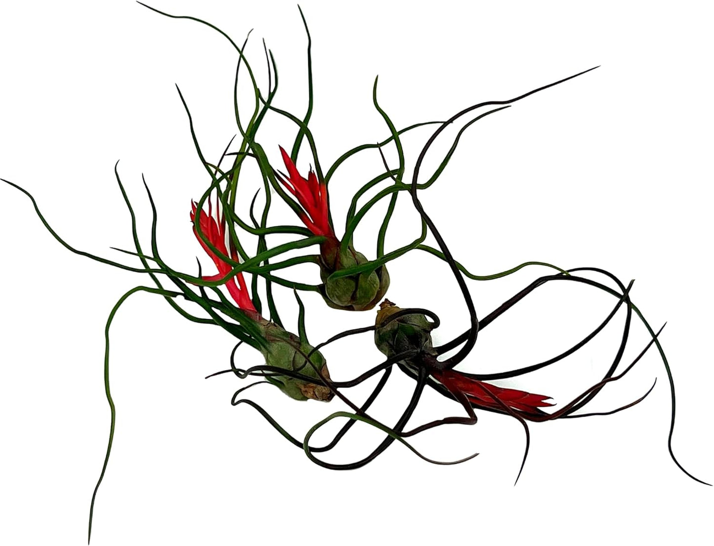 Air Plants - Flowering Tillandsia Bulbosa Guatemala, Large 3-5" - 3ct - Live Arrival Guaranteed - House Plants for Home Decor & Gift