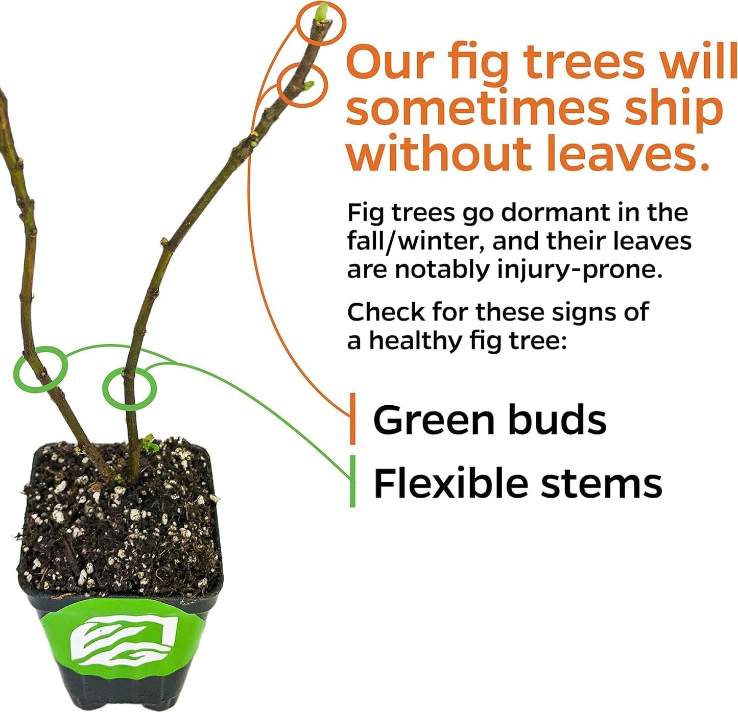 Celeste Fig Tree Live Plant - Honey/Sugar Fig - Ficus carica by Wellspring Gardens - Starter Plant Ideal for Gardens & Containers - Great for Indoor Houseplants, Outdoor Landscaping & Garden Planting