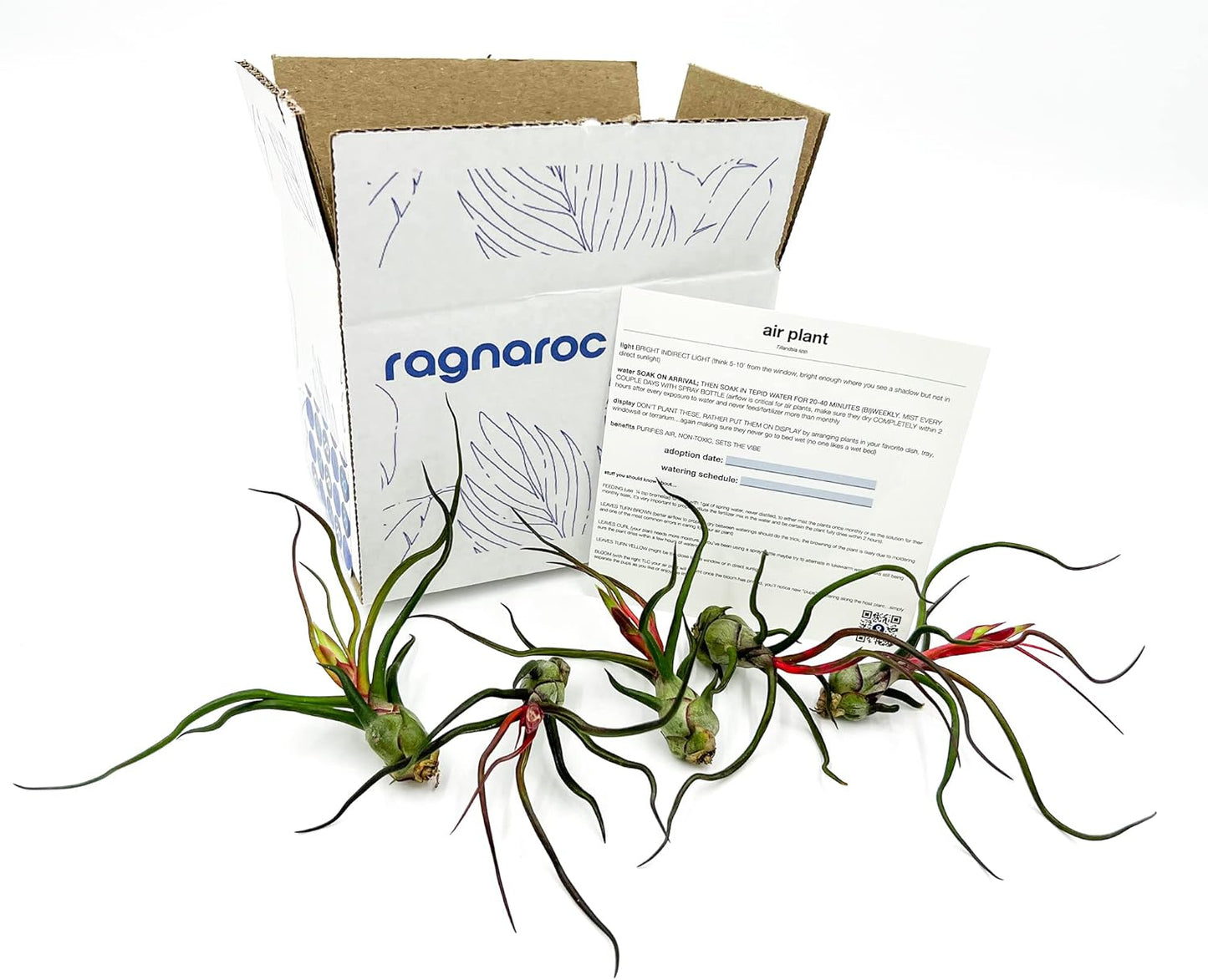 Air Plants - Flowering Tillandsia Bulbosa Guatemala, Large 3-5" - 5ct - Live Arrival Guaranteed - House Plants for Home Decor & Gift