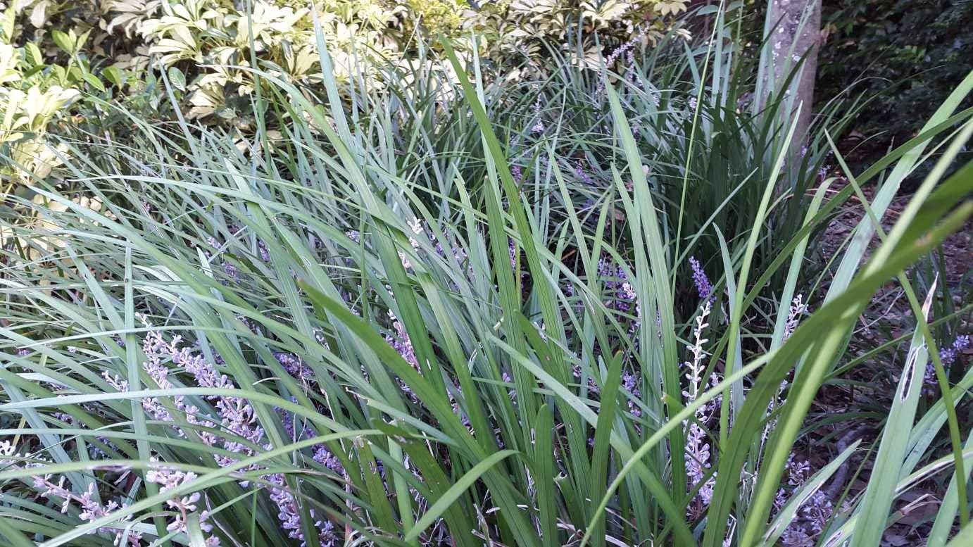 Evergreen Giant Liriope Muscari - 20 Live Plants - Drought Tolerant Low Maintenance Evergreen Groundcover Grass