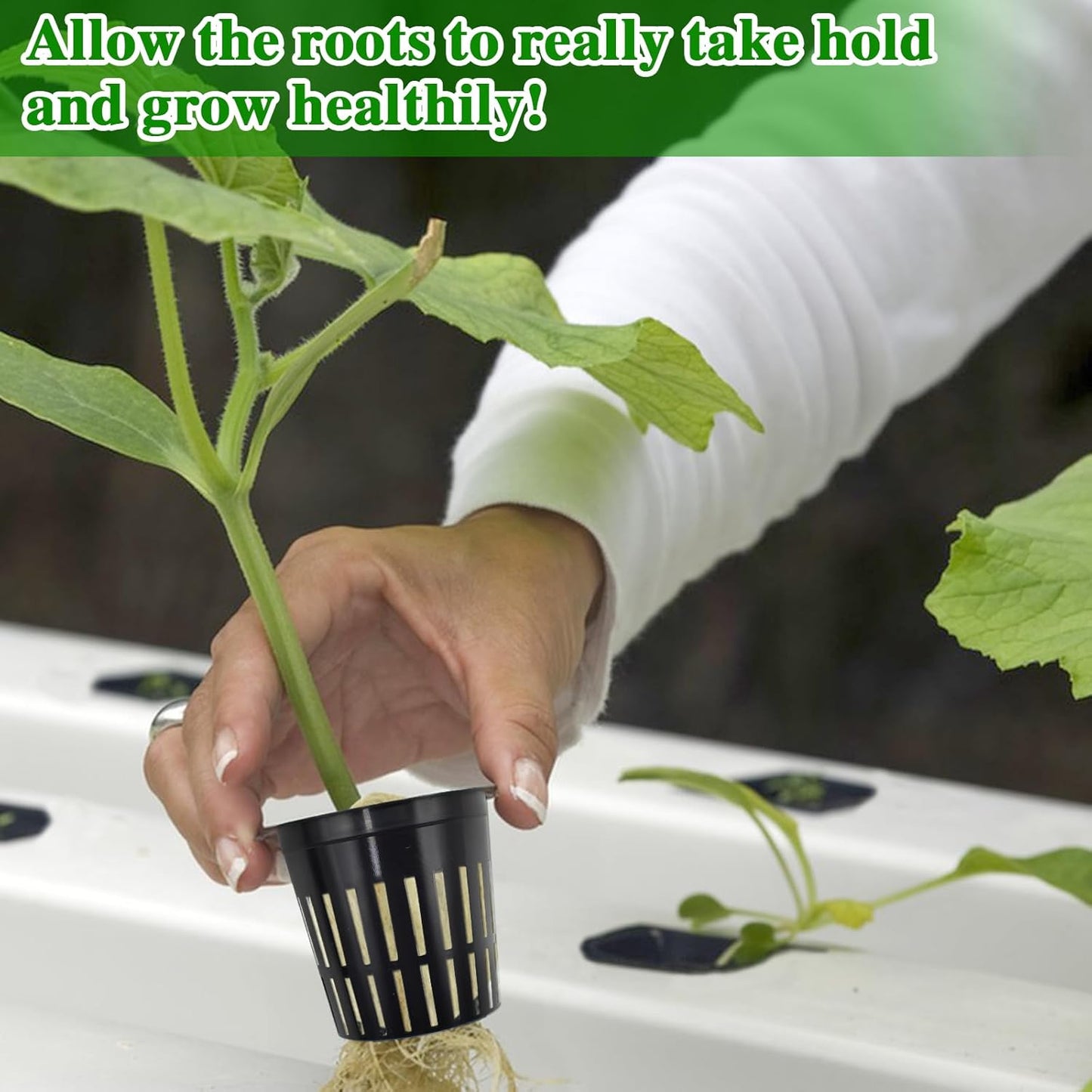 Halatool 48 x 2-Inch Rockwool Cubes & 48 x 3-Inch Net Cups - Hydroponics Starter Kit for Plants Cloning, Seed Starting, and Patio Gardening - Durable, Effective, Great Gift Option