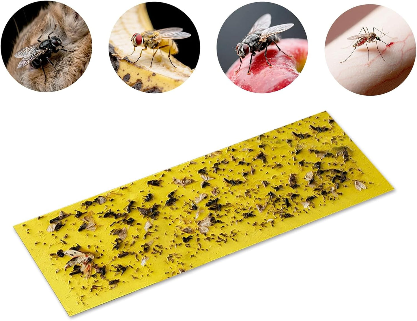 10 Refills UV Fly Light Trap Indoor for Home Gnat Traps for House, Wall Sconce Fly Light Bug Catcher for Kitchen House & Restaurant Fruit Flies Garage & Warehouse