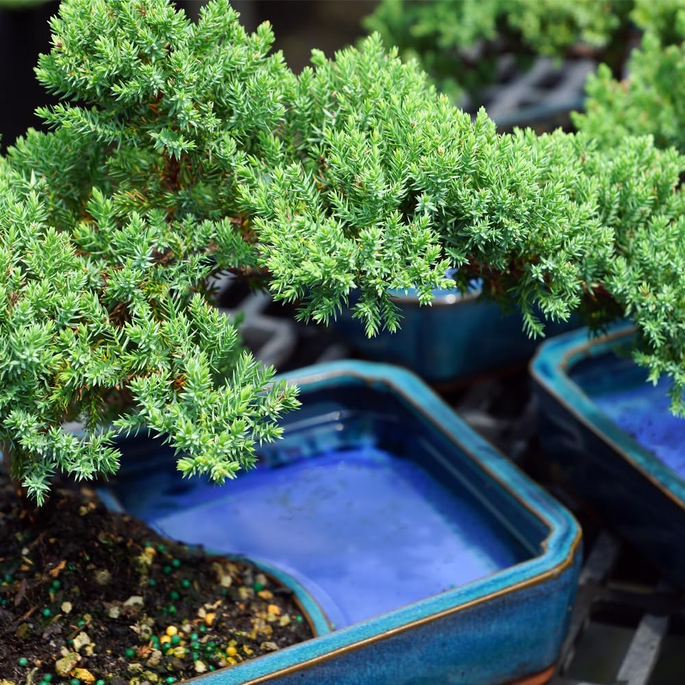 Brussel's Bonsai Live Green Mound Juniper Bonsai Tree - Medium, 5 Year, 6 to 10 Inches - Outdoor Bonsai Tree Live with Water Bonsai Pot (Not Sold in California)