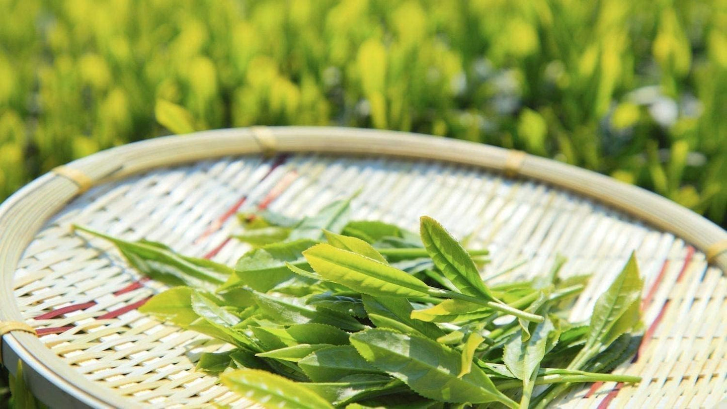 Tea Plant | Camellia Sinensis | 1 Large Live Gallon Size Plant | Grow and Brew Your Own Black White Green and Oolong Tea