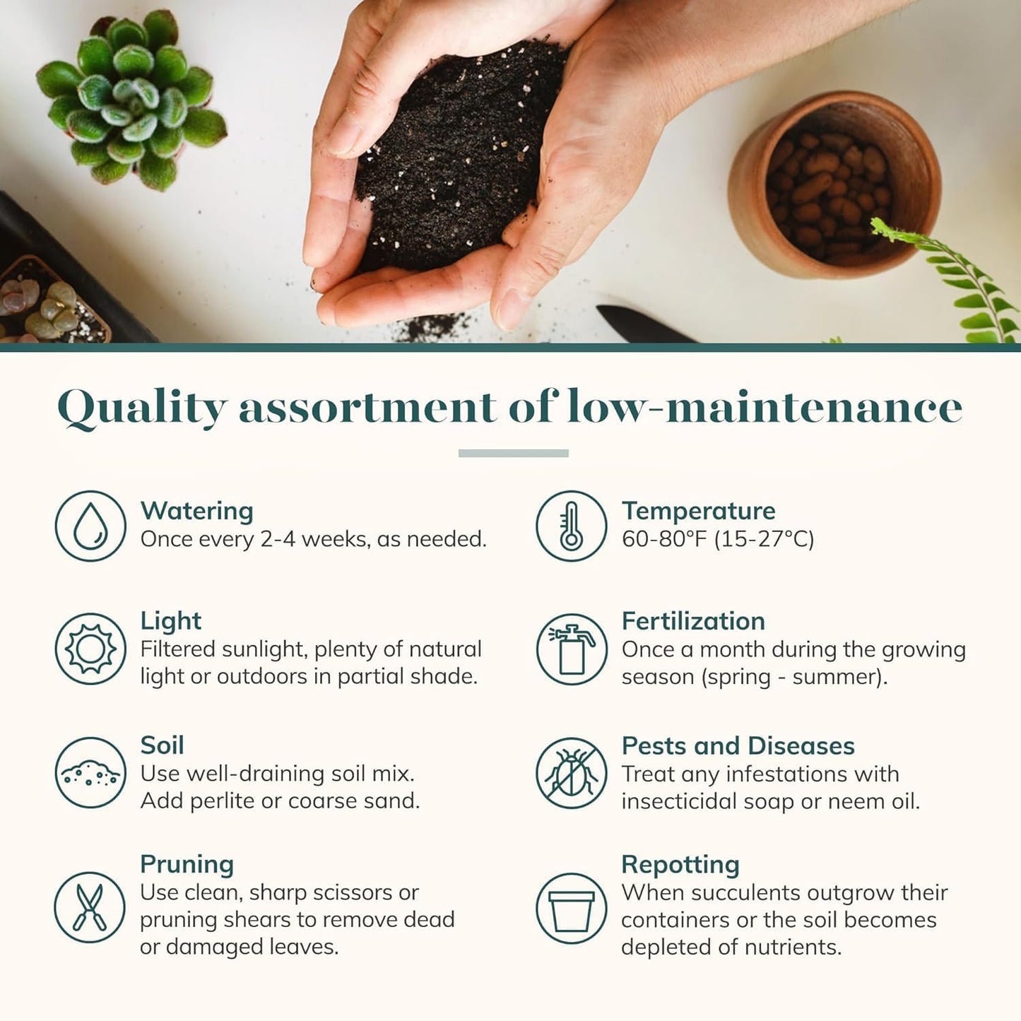 Shop Succulents Rosette Succulent Plant Pack Collection - Live Mini Succulent Plants, Low Maintenance, Floral Shaped Mix of Colors & Textures - Wedding and Party Favors, Gift & Garden, Pack of 32