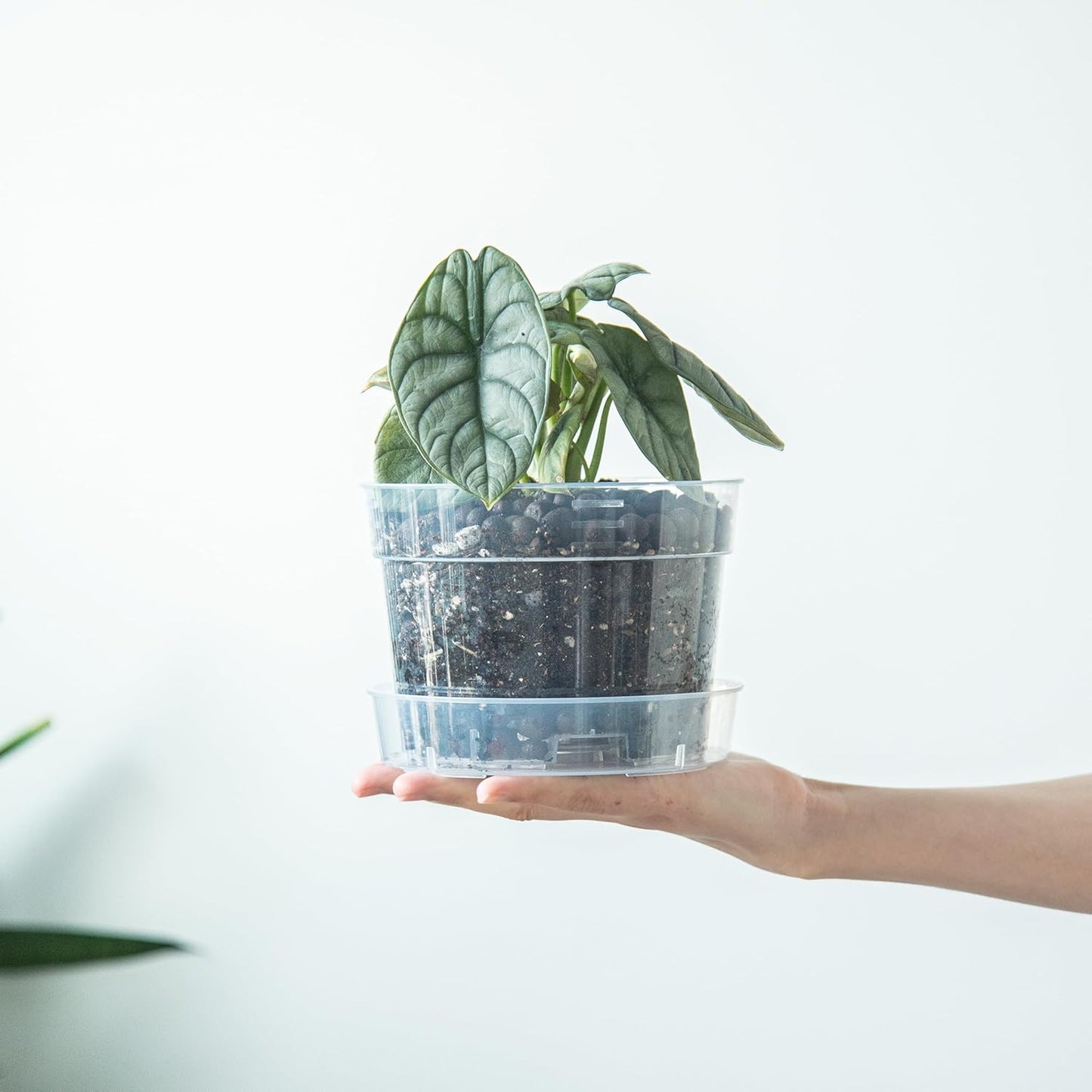 6 Inch Clear Plastic Plant Pot with Drainage Holes, Interlocking & Detachable Tray - Deep Saucer - Durable BPA-Free Plastic, Transparent Design, Raised Base for Airflow, Set of 12, 92-X-B-4