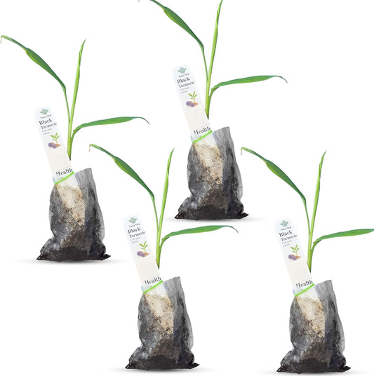 Premium Live Black Turmeric (Curcuma caesia) Plants - Rare Herbal Medicinal Plant, Perfect for Home Gardens (4 Black Turmeric Bags)