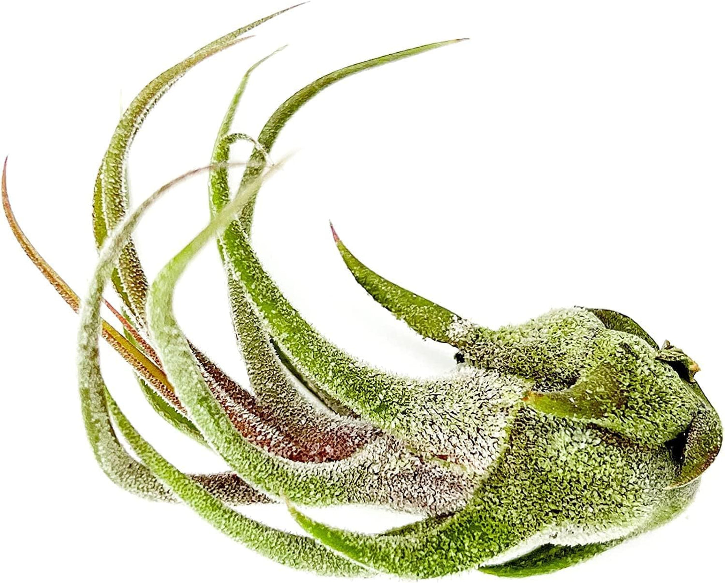 Air Plants - Tillandsia Pruinosa, Large 3-5" - 2ct - Live Arrival Guaranteed - House Plants for Home Decor & Gift