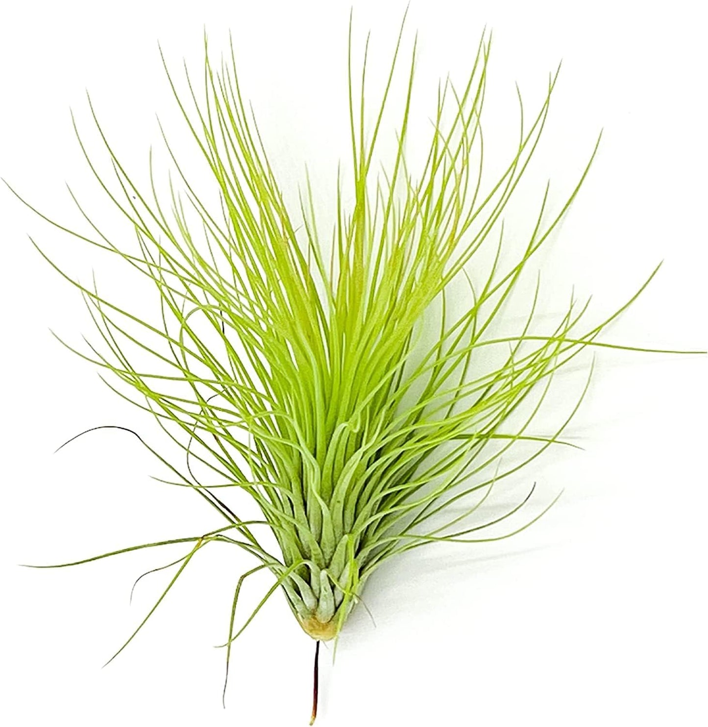 Air Plants - Tillandsia Andreana, Large 4-6" - 3ct - Live Arrival Gauranteed - House Plants for Home Decor & Gift