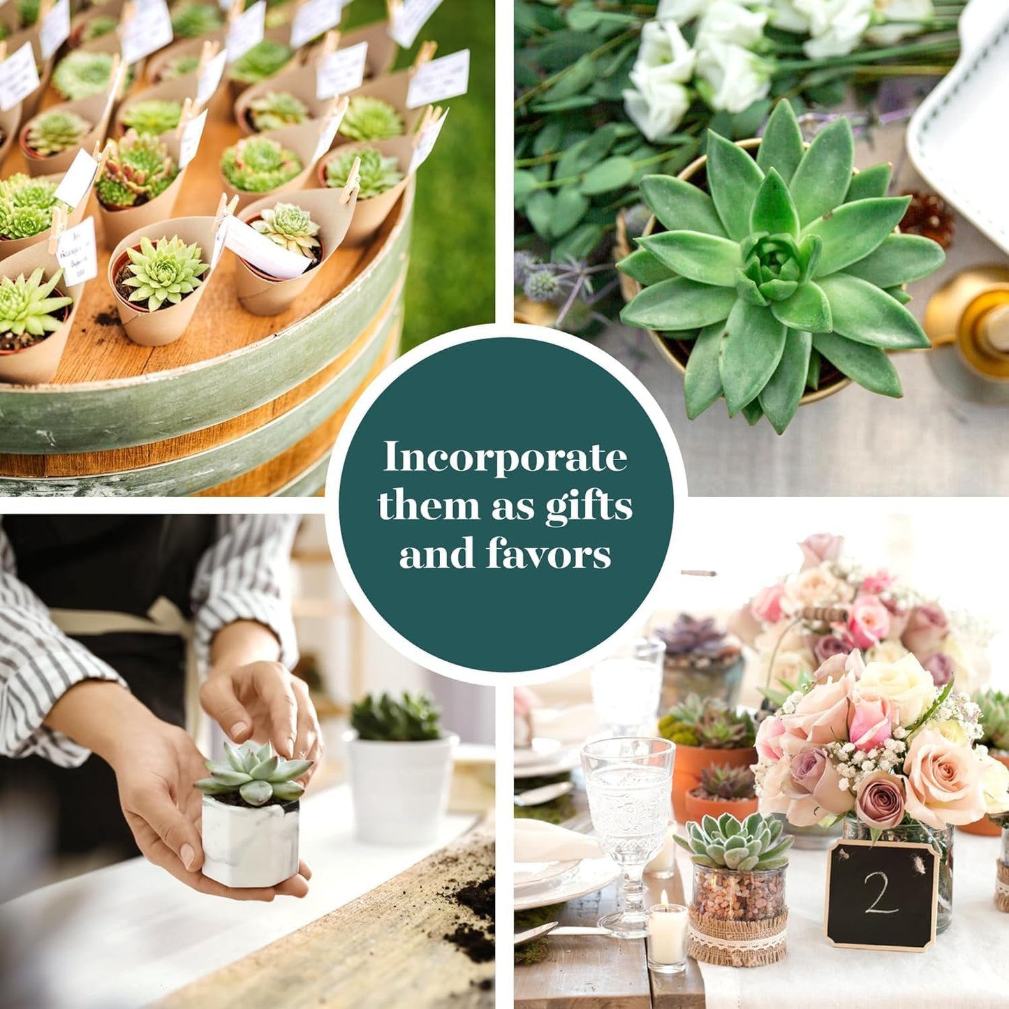 Shop Succulents Rosette Succulent Plant Pack Collection - Live Mini Succulent Plants, Low Maintenance, Floral Shaped Mix of Colors & Textures - Wedding and Party Favors, Gift & Garden, Pack of 32