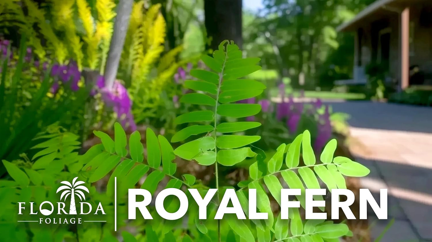 Royal Fern | 10 Live Plants | Osmunda regalis | Decorative Shade-Loving Perennial | Lush Green Foliage for Moist Gardens & Landscapes