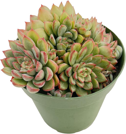 Live Succulent Plants Echeveria 'Mebina', Easy Care Potted Succulents, Approx 4" D x 4" H, Indoor Houseplant, Unique Gifts, Home Office Décor