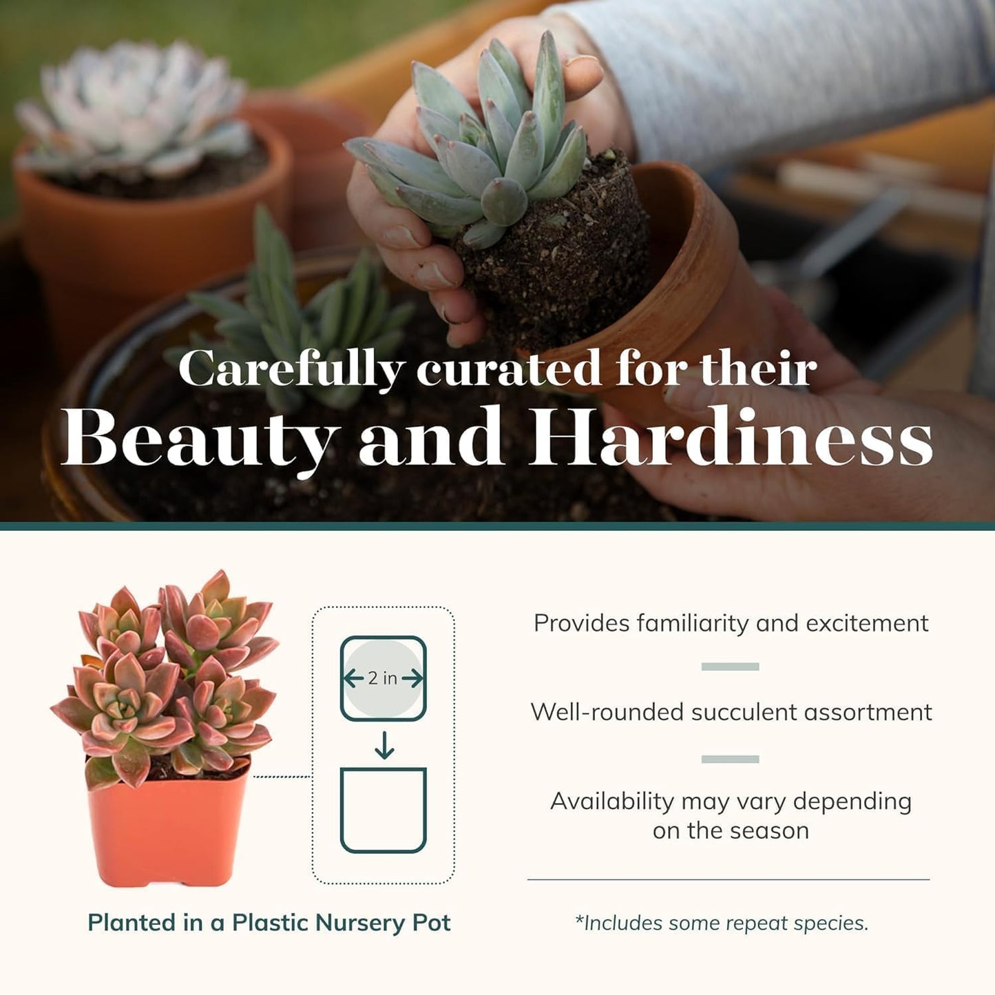 Shop Succulents Assorted Succulent Plant Pack Collection - Live Mini Succulent Plants, Low Maintenance, Mixture of Colors & Textures - Wedding and Party Favors, Gift & Garden, Pack of 64