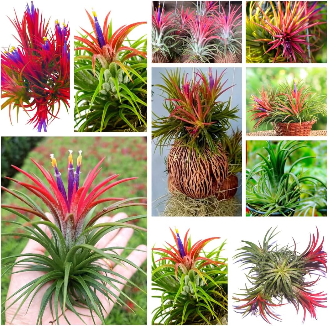 Air Plants, Tillandsia Air Plants Live Houseplants for Garden, 14 Red Lonantha Tillandsia Plant, Air Plant for Planting, 2 to 3 Inc Long