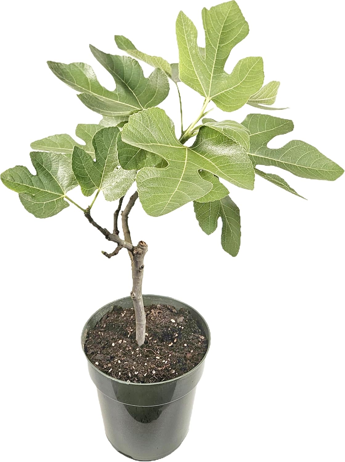 Celeste Fig Tree, Live Plant in 6-Inch Pot, Sweet Fruit Bearing Plant