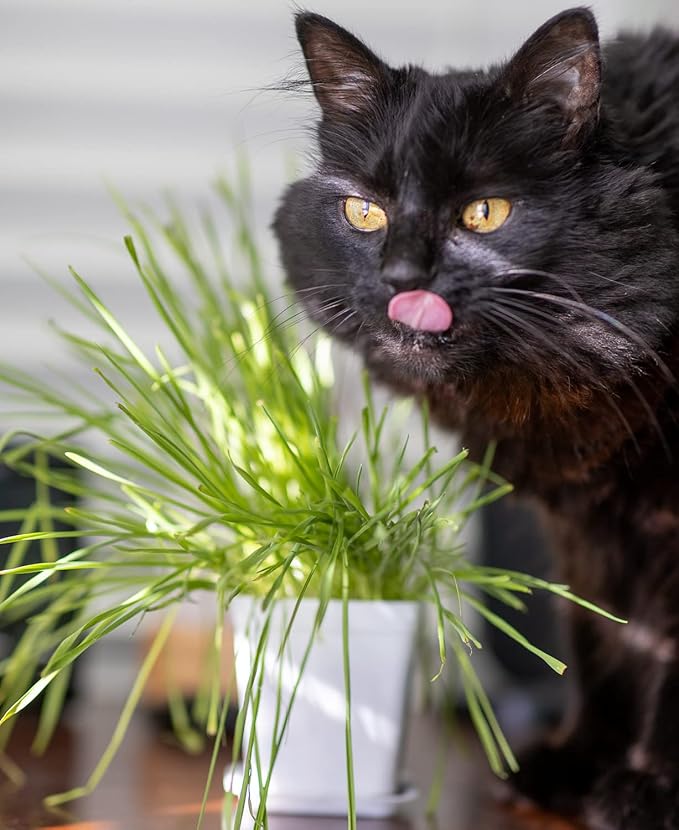 Cat Grass Refill Kit (3)