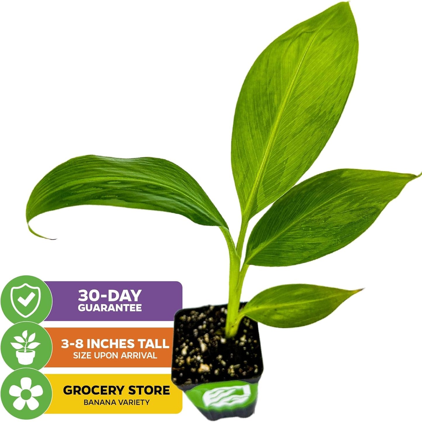 Dwarf Cavendish Banana Plant Live Tree - Musa by Wellspring Gardens – Starter Plant for Indoor and Outdoor Ambiance - Compact Size