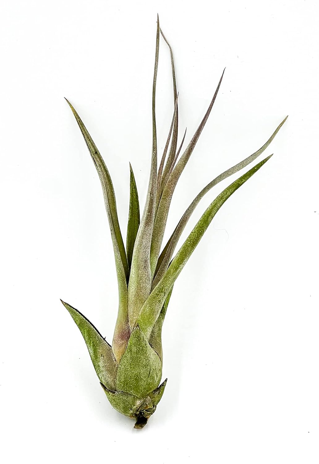 Live Air Plant – Tillandsia Capiput, Jumbo 6-9” - 1ct - Live Arrival Guaranteed - House Plants for Home Decor & Gift